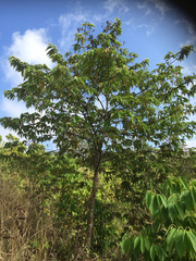 Commersonia bartramia