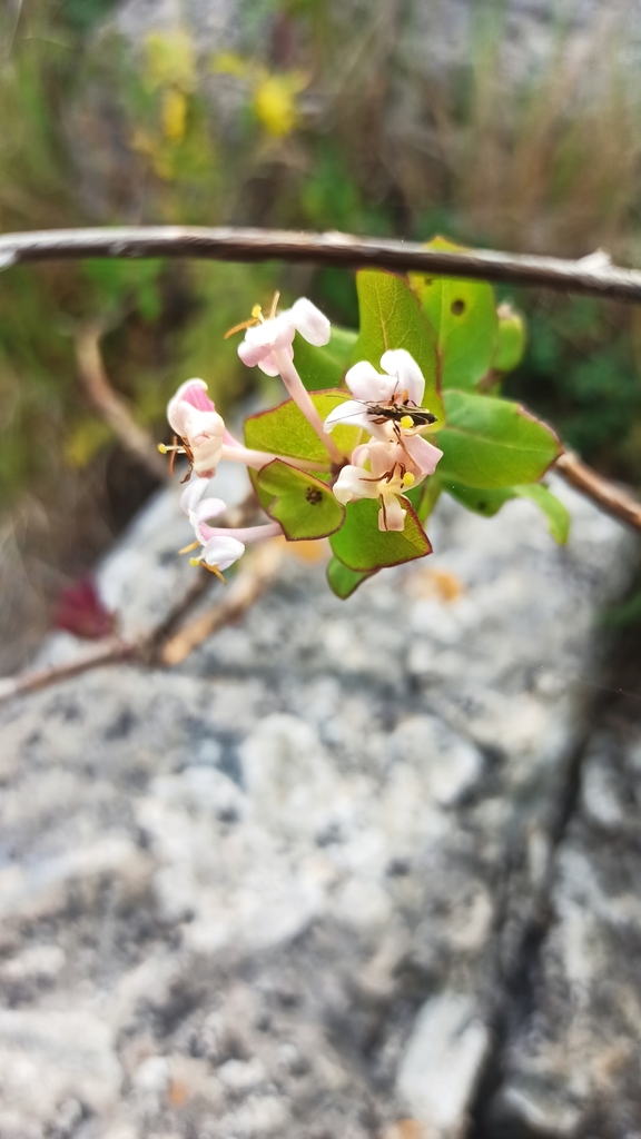 Mediterranean Honeysuckle