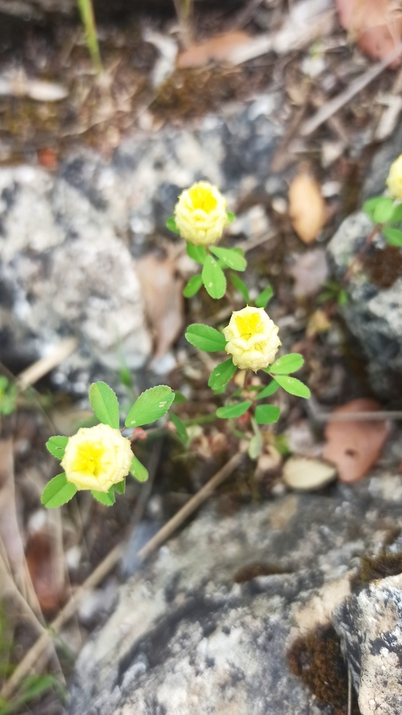 Hop trefoil