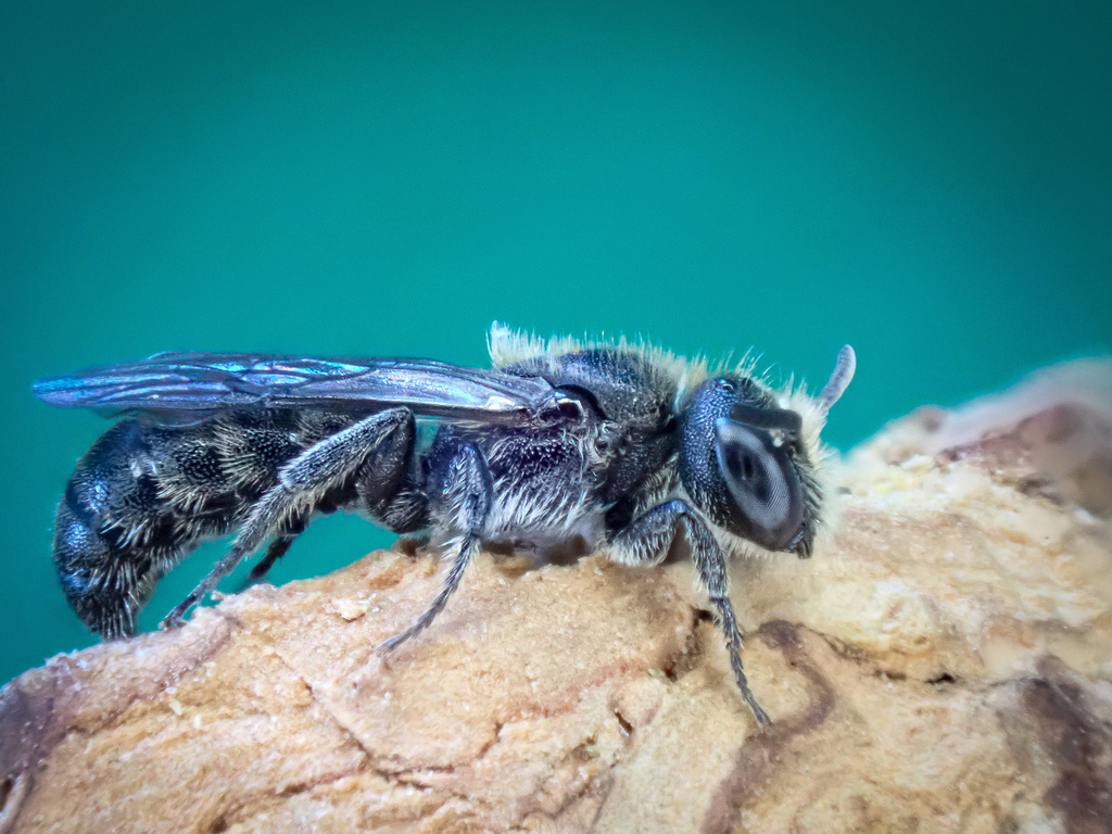 Chelostoma distinctum