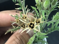 Polemonium pauciflorum