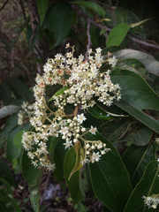 Commersonia bartramia