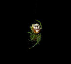 Bijoaraneus praesignis
