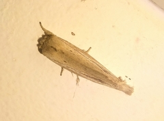 Saliocleta