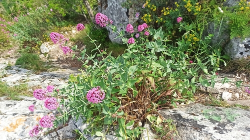 Red Valerian