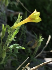 Polemonium pauciflorum