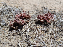 Anacampseros subnuda