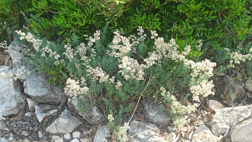Shiny bedstraw