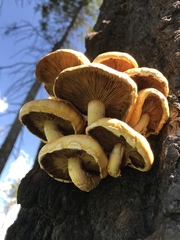 Pholiota adiposa