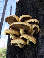 Pholiota adiposa