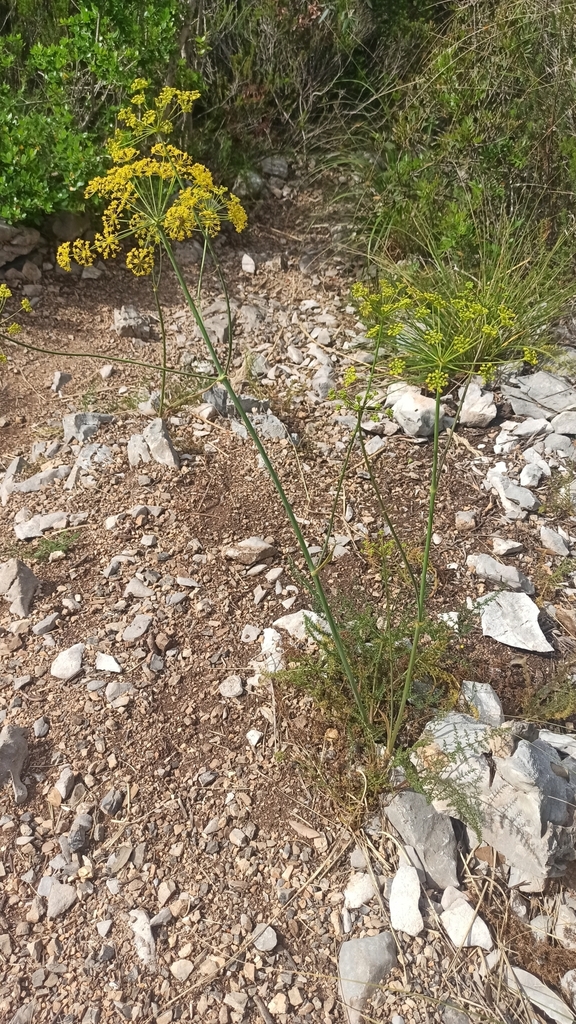 Fennel