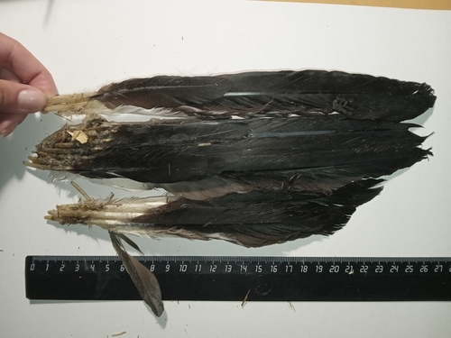 Plume de Tadorne casarca