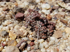 Anacampseros subnuda