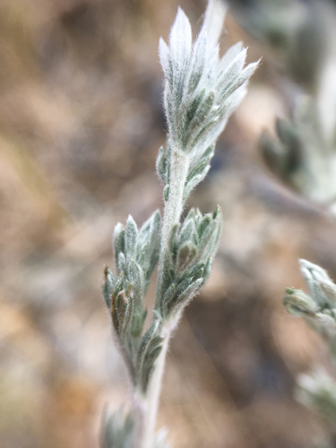fringed sagebrush
