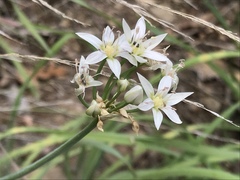 Allium plummerae