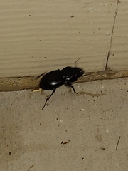 Pasimachus californicus