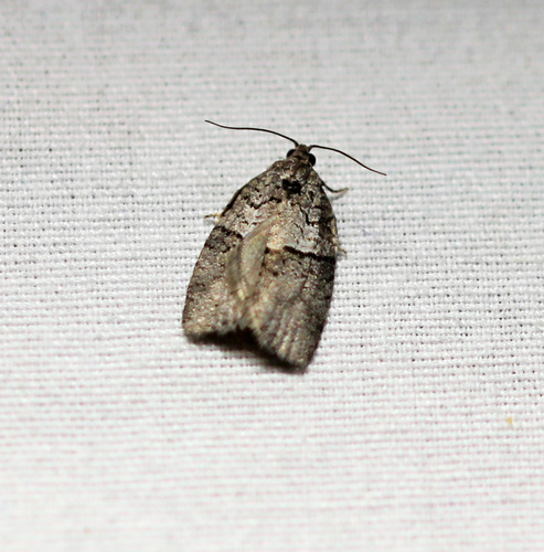 Gray Leafroller Moth photo 5