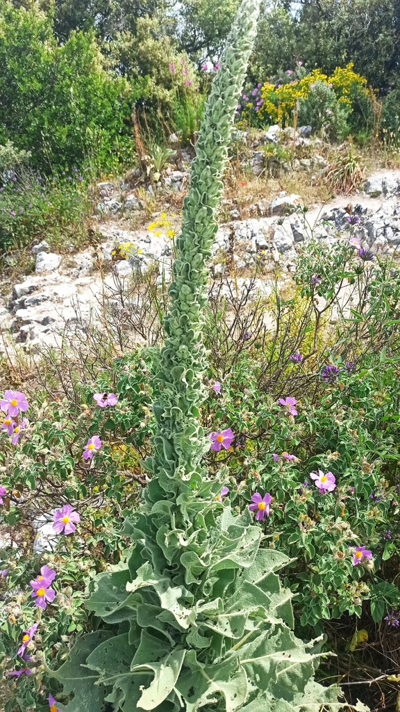 Verbascum macrurum