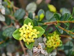 Pimelea flava flava
