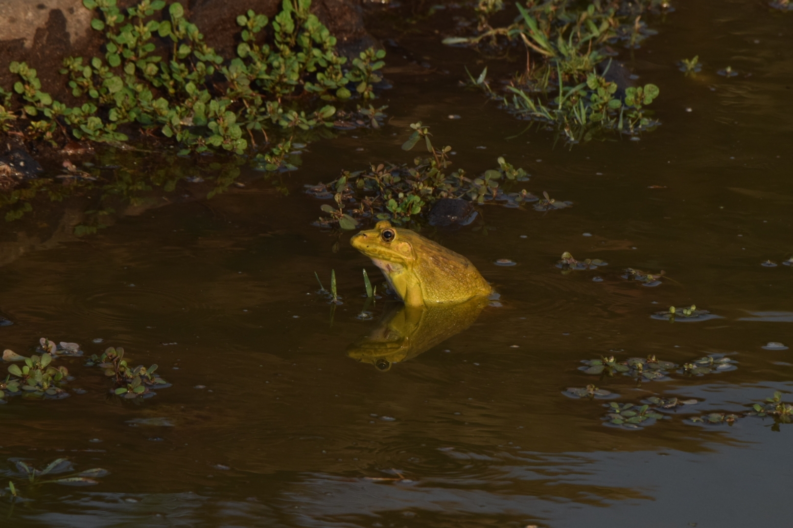 Indian Bull Frog
