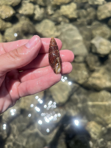 Neotiara nodulosa observed 2025-05-14
