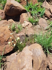 Cyperus niveus leucocephalus