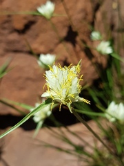 Cyperus niveus leucocephalus