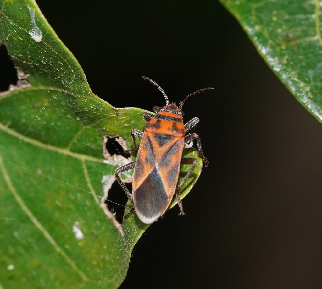 Graptostethus pubescens