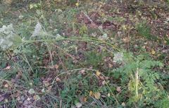 Silphiodaucus hispidus