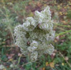 Silphiodaucus hispidus