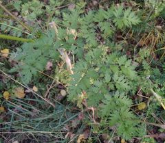 Silphiodaucus hispidus