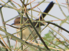 Prinia rufifrons