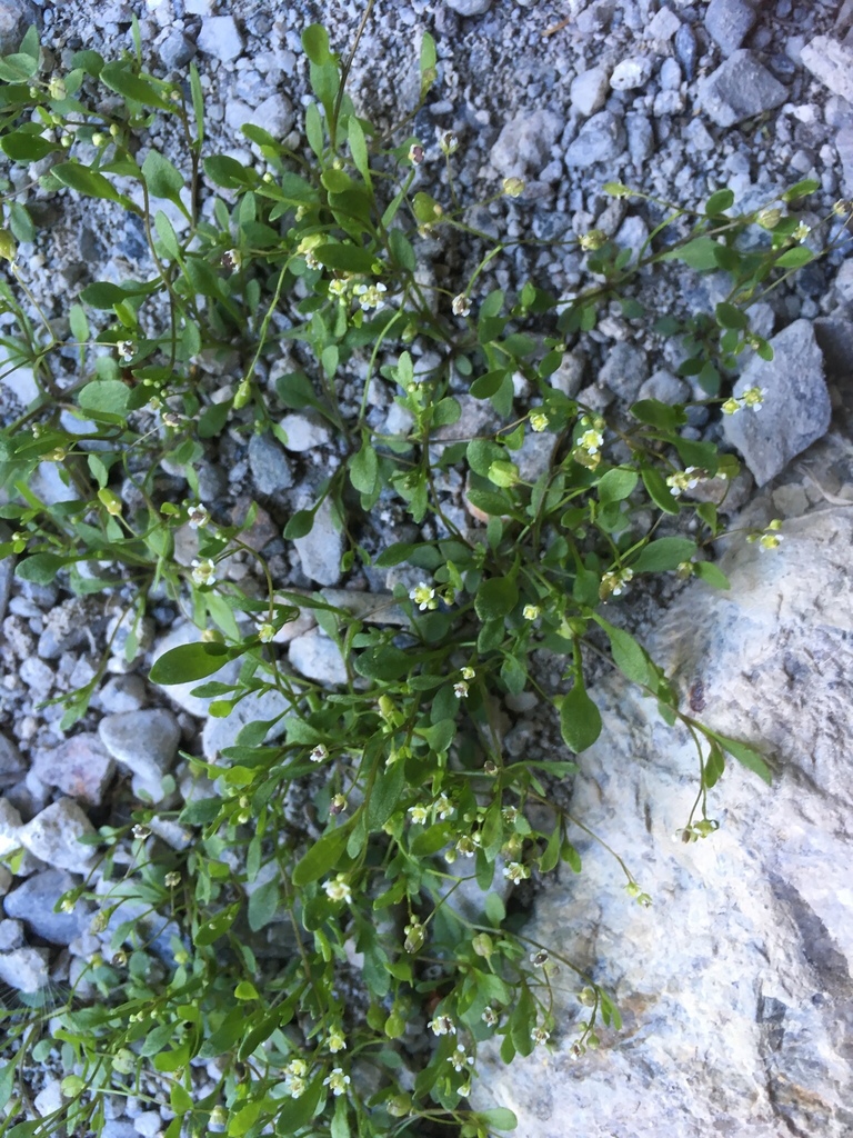 Hornungia pauciflora