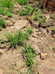 Gladiolus pardalinus
