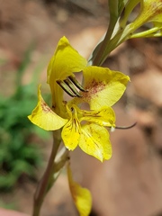 Gladiolus pardalinus