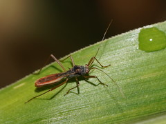 Phaenacantha australiae