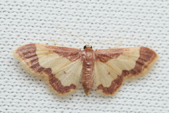 Idaea basinta