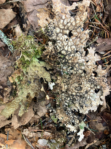 Peltigera membranacea