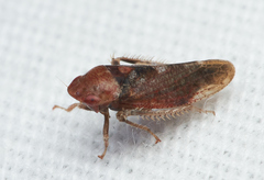 Dragonana dracontea