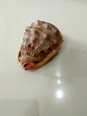 Cypraecassis rufa