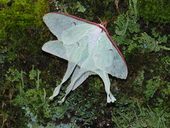 Actias neidhoeferi