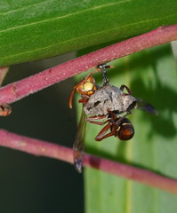 Polistes humilis synoecus