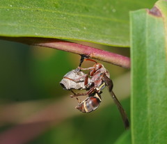 Polistes humilis synoecus