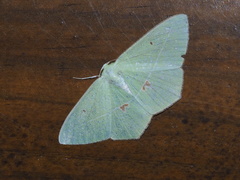 Tanaoctenia haliaria