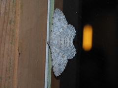 Lassaba parvalbidaria