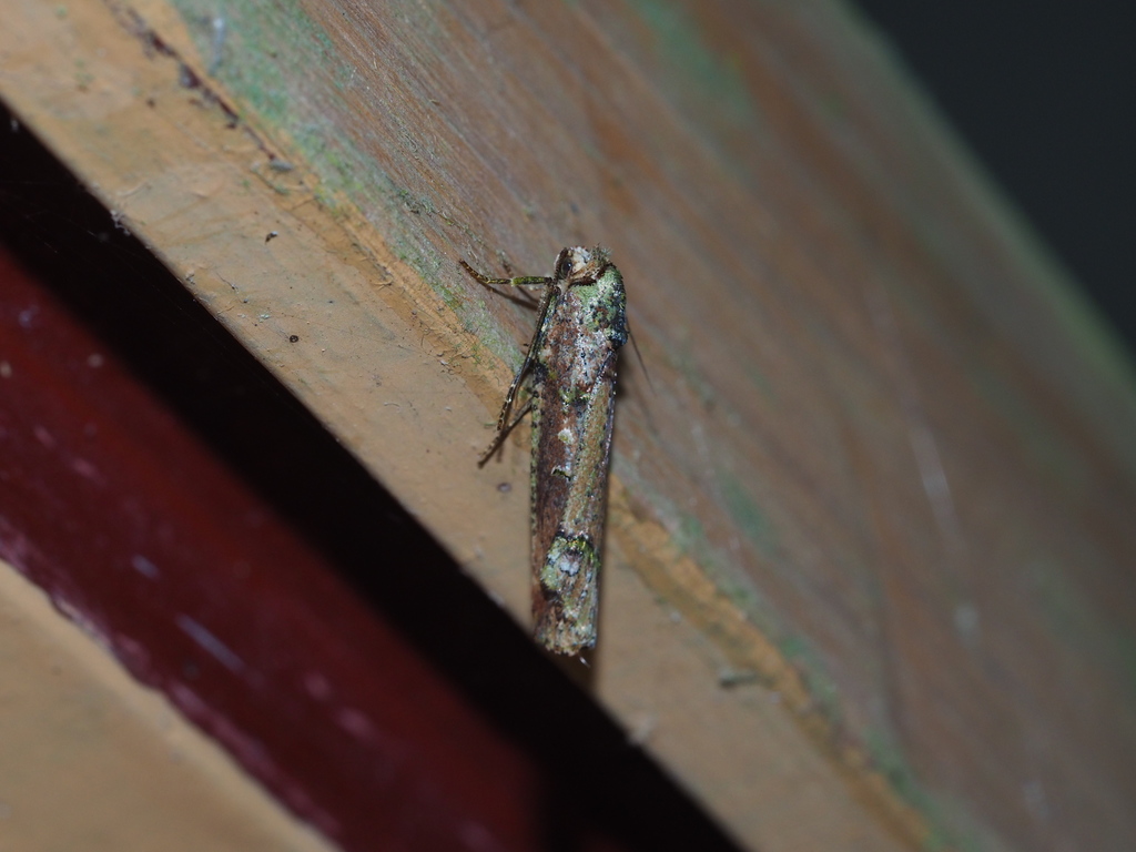 Kerala lentiginosa