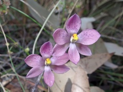Thelymitra × irregularis