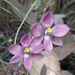 Crested Sun Orchid - Photo (c) Paul George, some rights reserved (CC BY-NC-SA), uploaded by Paul George