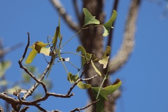 Erythrina vespertilio