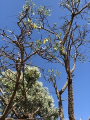 Erythrina vespertilio